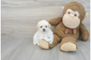 Best Poochon Baby