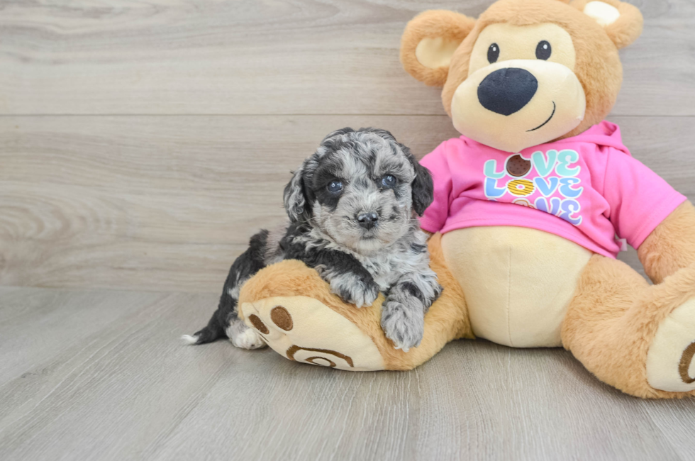 5 week old Poochon Puppy For Sale - Lone Star Pups