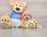 5 week old Poochon Puppy For Sale - Lone Star Pups