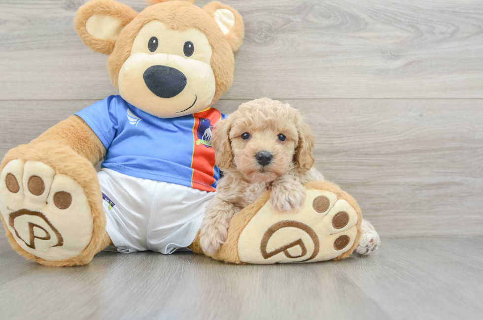 6 week old Poochon Puppy For Sale - Lone Star Pups