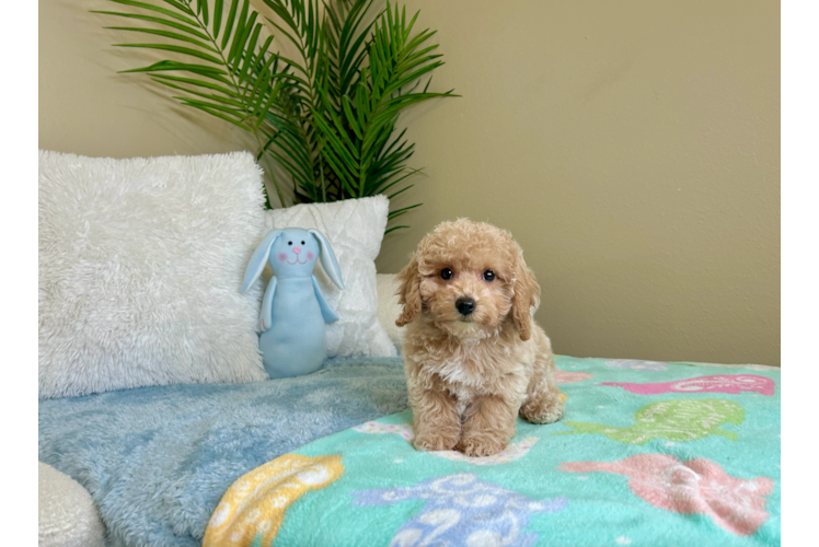 Poochon Pup Being Cute