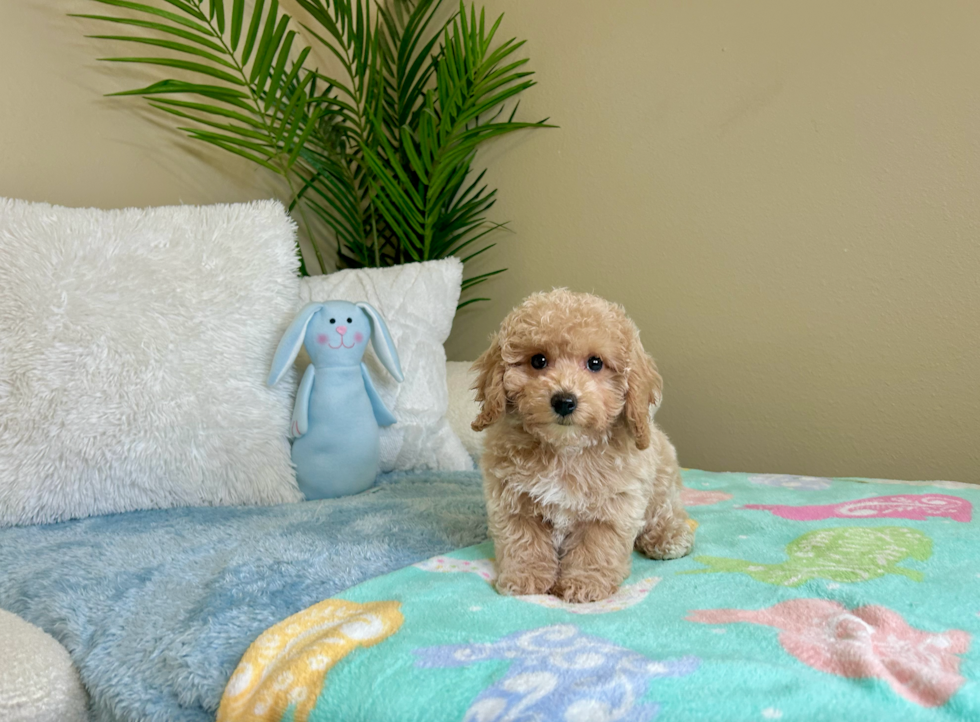 Poochon Pup Being Cute