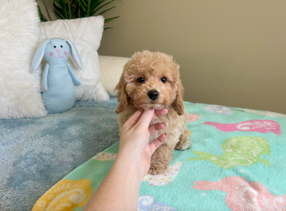 Cute Poochon Poodle Mix Pup