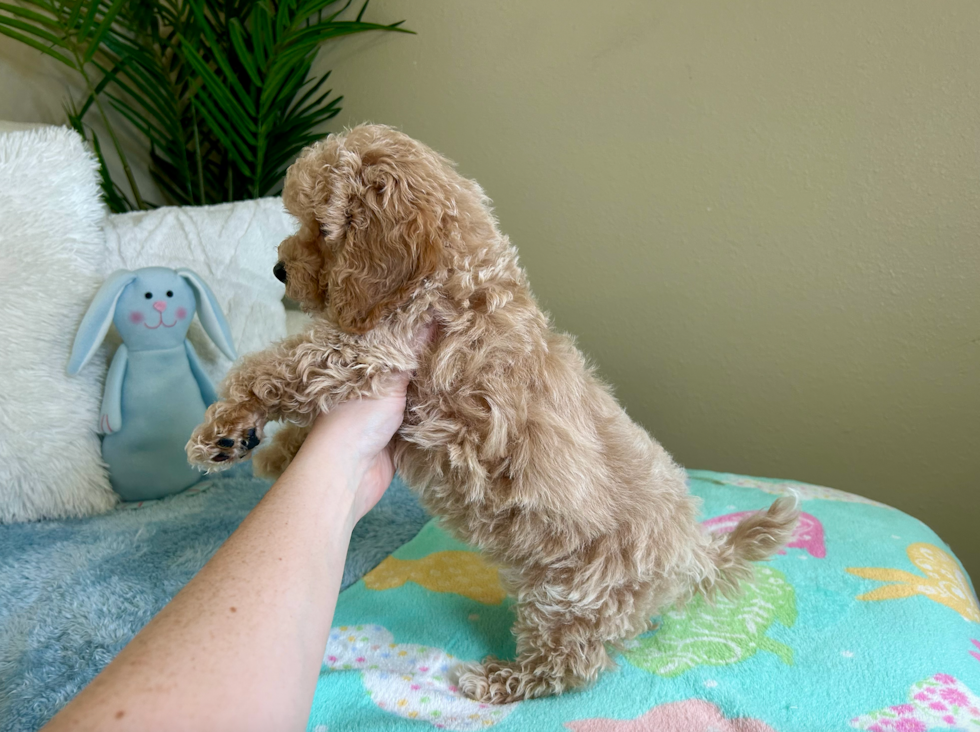 Cute Poochon Poodle Mix Pup