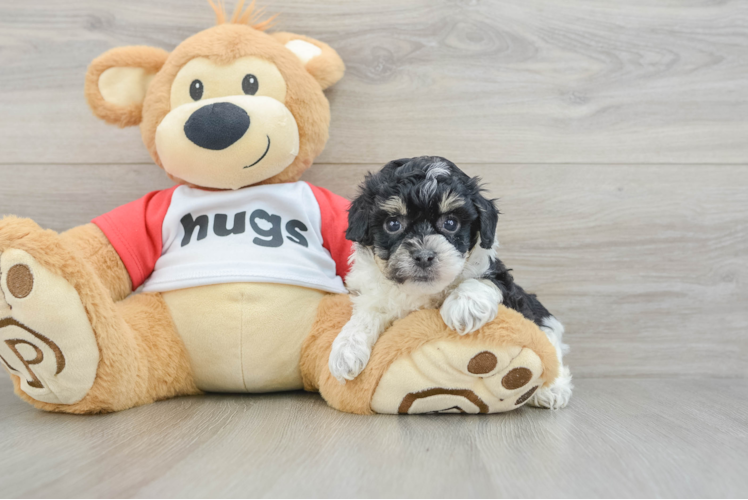 Cute Poochon Baby