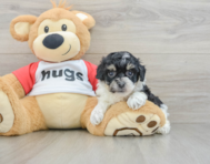 7 week old Poochon Puppy For Sale - Lone Star Pups