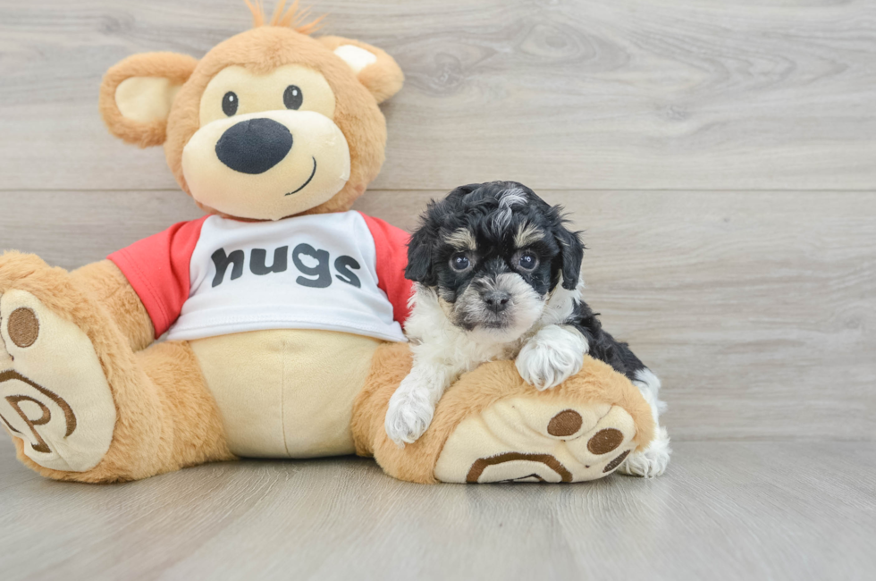 5 week old Poochon Puppy For Sale - Lone Star Pups