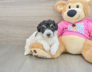 8 week old Poochon Puppy For Sale - Lone Star Pups