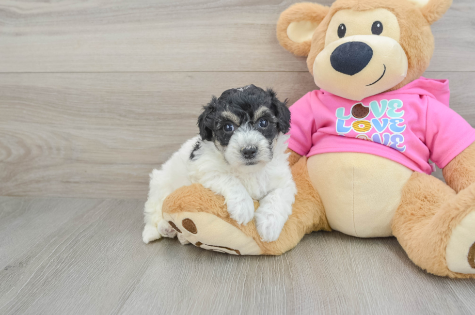 5 week old Poochon Puppy For Sale - Lone Star Pups