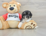 7 week old Poochon Puppy For Sale - Lone Star Pups