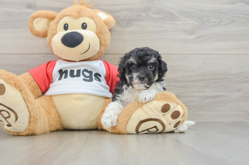 5 week old Poochon Puppy For Sale - Lone Star Pups