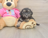 7 week old Poochon Puppy For Sale - Lone Star Pups