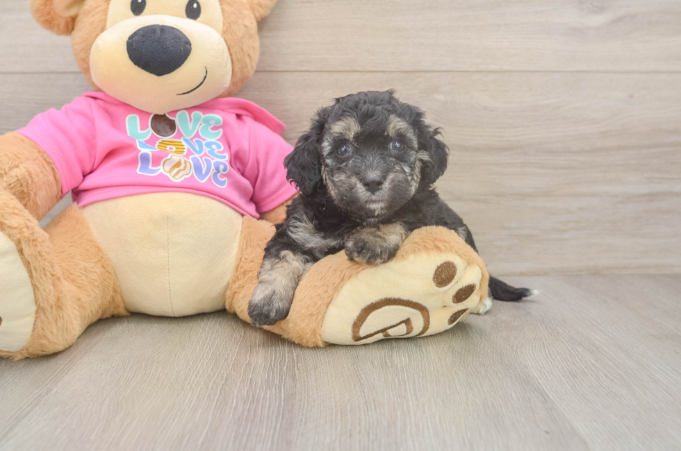 5 week old Poochon Puppy For Sale - Lone Star Pups