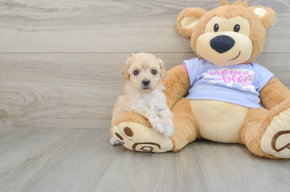 5 week old Poochon Puppy For Sale - Lone Star Pups