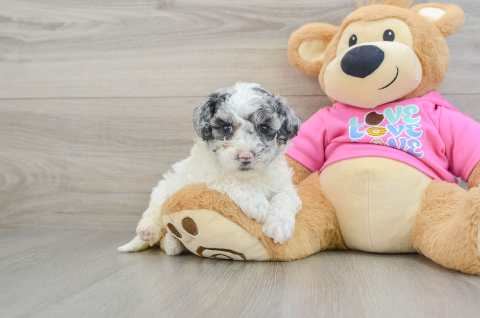 8 week old Poochon Puppy For Sale - Lone Star Pups