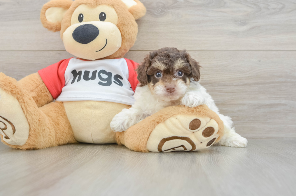 5 week old Poochon Puppy For Sale - Lone Star Pups