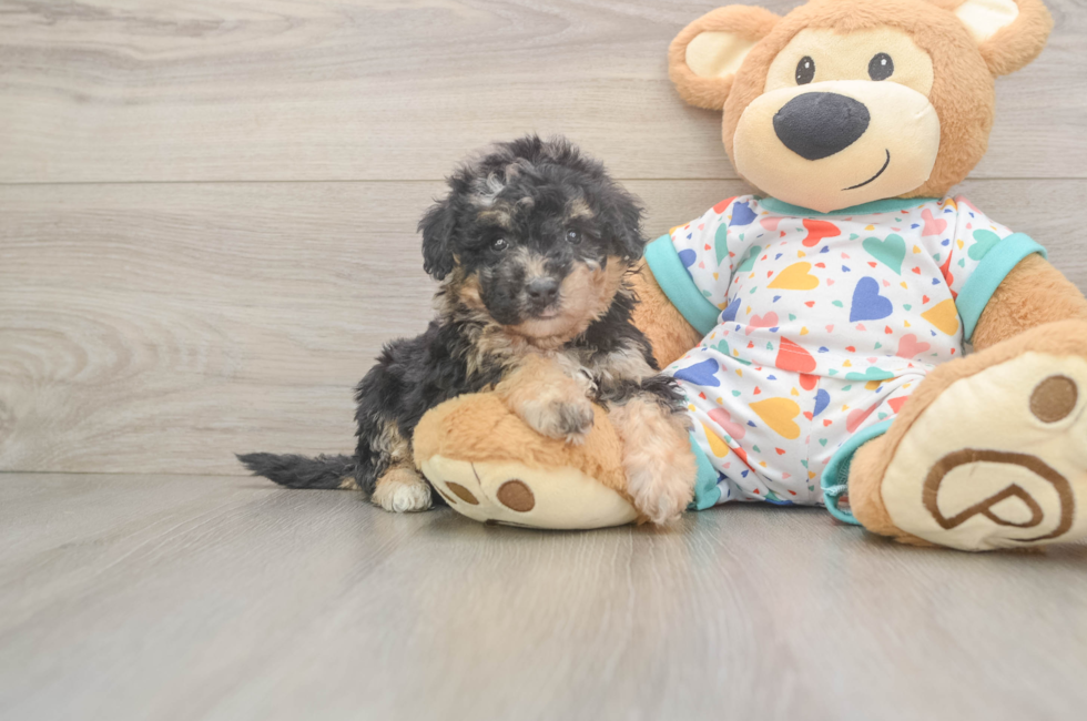 6 week old Poochon Puppy For Sale - Lone Star Pups