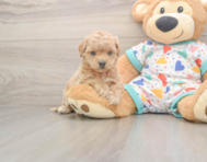 8 week old Poochon Puppy For Sale - Lone Star Pups