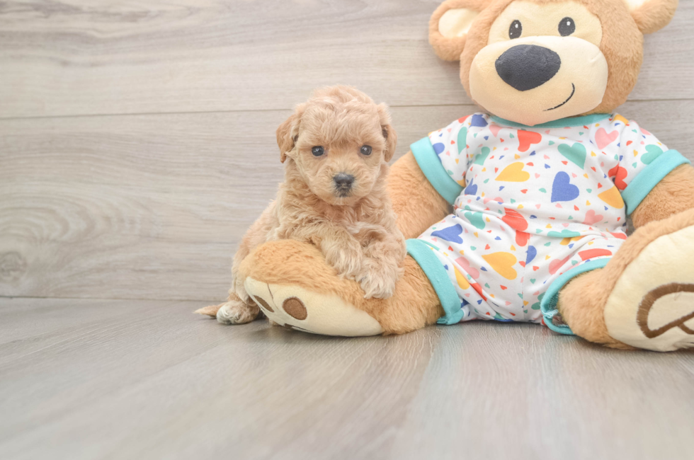 6 week old Poochon Puppy For Sale - Lone Star Pups