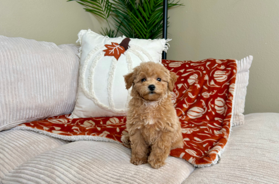 9 week old Poochon Puppy For Sale - Lone Star Pups Poochon Puppy for Adoption