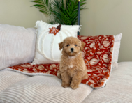 9 week old Poochon Puppy For Sale - Lone Star Pups 9 week old Poochon Puppy For Sale - Lone Star Pups