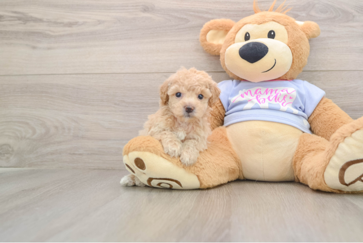 Poochon Puppy for Adoption