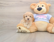 5 week old Poochon Puppy For Sale - Lone Star Pups