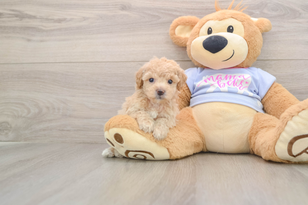 Poochon Puppy for Adoption