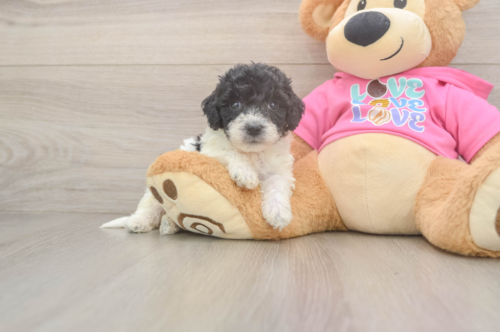 5 week old Poochon Puppy For Sale - Lone Star Pups
