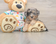 7 week old Poochon Puppy For Sale - Lone Star Pups