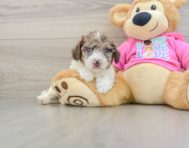 7 week old Poochon Puppy For Sale - Lone Star Pups