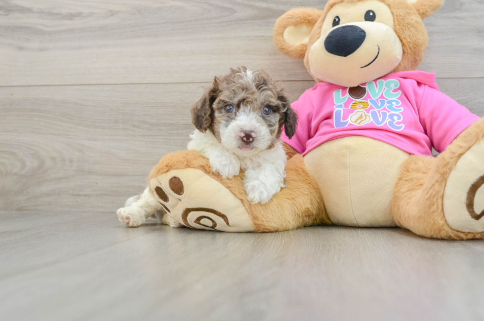 6 week old Poochon Puppy For Sale - Lone Star Pups