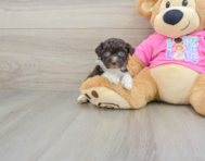 9 week old Poochon Puppy For Sale - Lone Star Pups