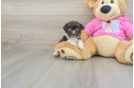 Adorable Bichpoo Poodle Mix Puppy