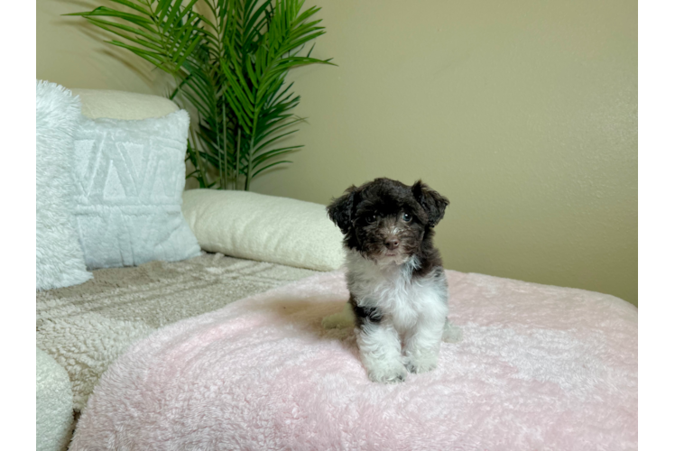 Poochon Pup Being Cute