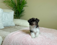 10 week old Poochon Puppy For Sale - Lone Star Pups