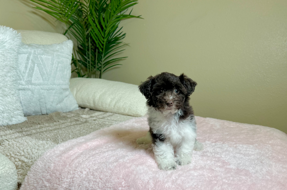 10 week old Poochon Puppy For Sale - Lone Star Pups