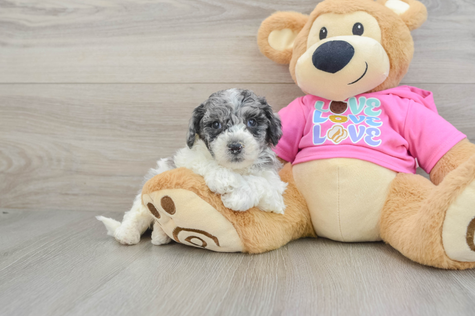 Petite Poochon Poodle Mix Pup