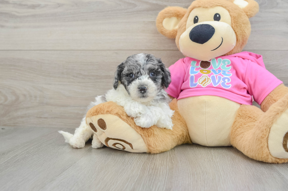 5 week old Poochon Puppy For Sale - Lone Star Pups