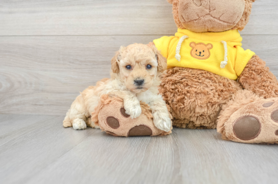Friendly Poochon Baby