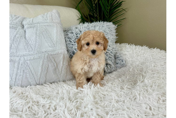 Poochon Pup Being Cute
