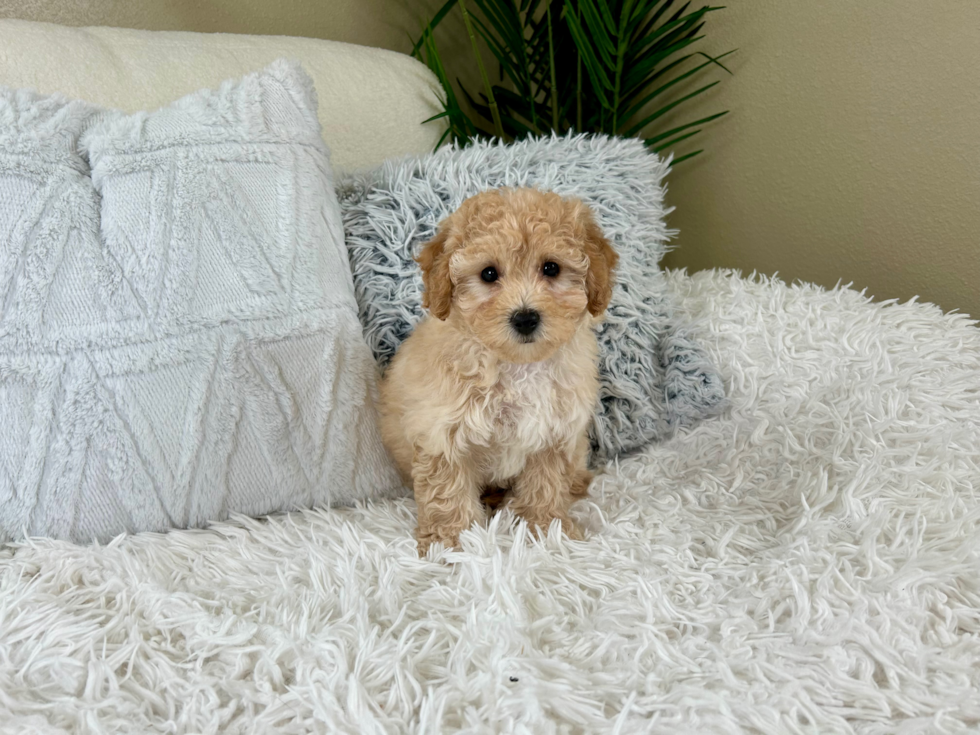 Poochon Pup Being Cute