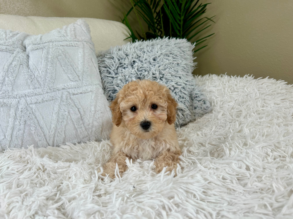 Best Poochon Baby