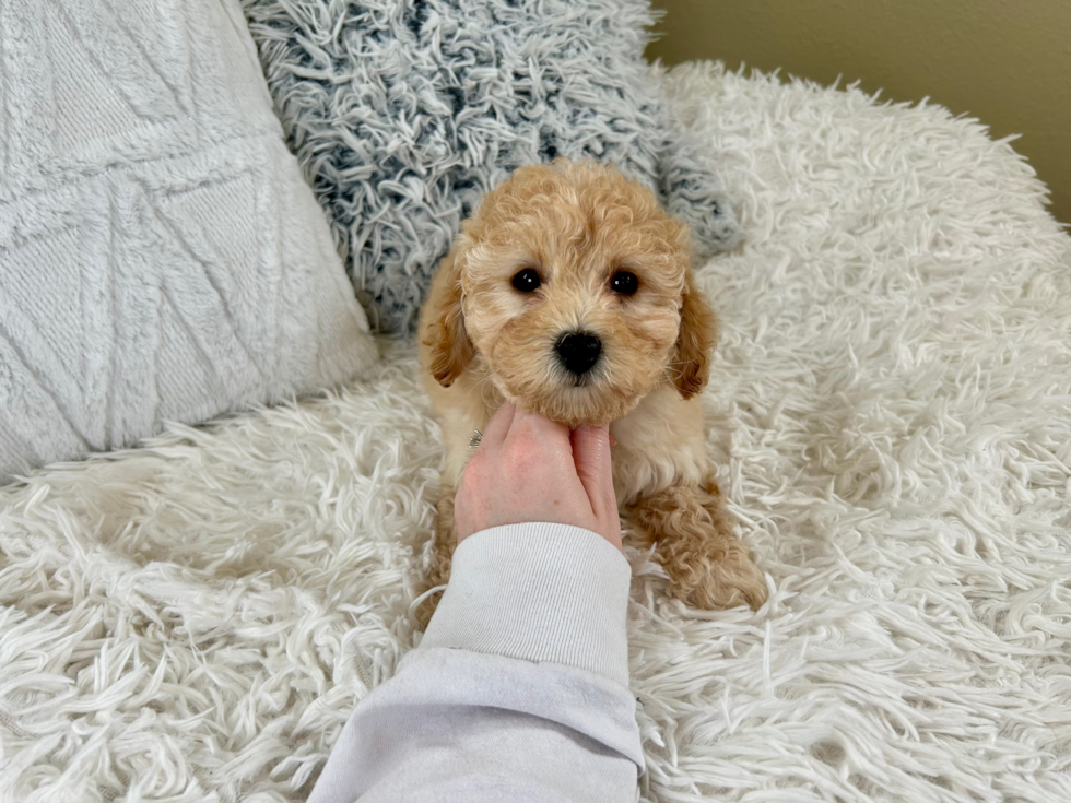 Cute Poochon Poodle Mix Pup