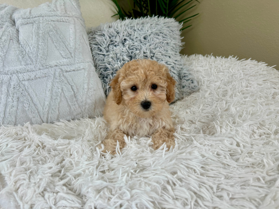 Cute Bichpoo Poodle Mix Puppy