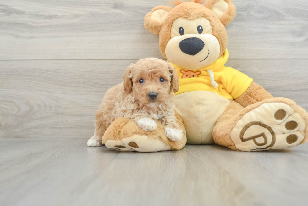 Playful Bichpoo Poodle Mix Puppy