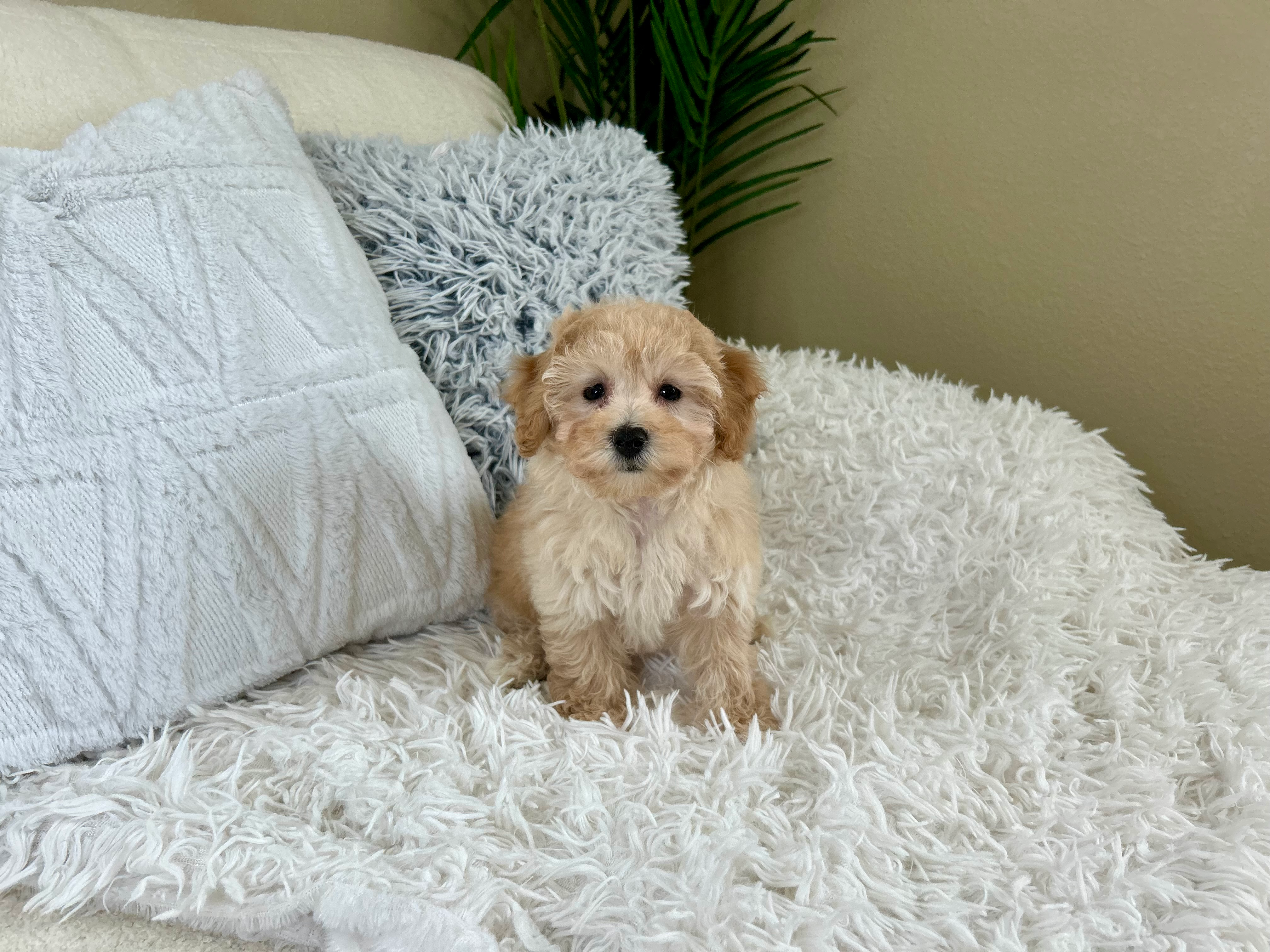 Best Poochon Baby