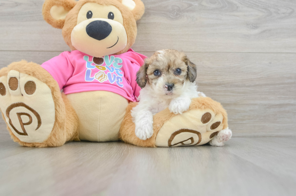 5 week old Poochon Puppy For Sale - Lone Star Pups