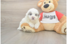 Poochon Pup Being Cute