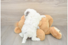 Best Poochon Baby